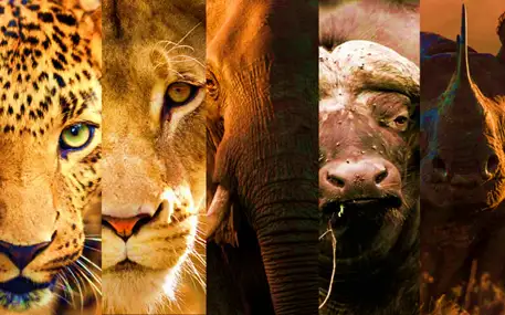 Big Five Safari in Akagera: Top Wildlife Spotting Tips