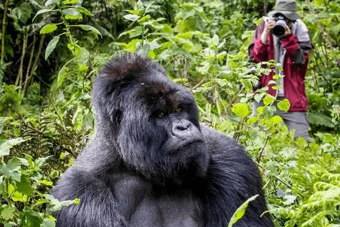 What to Pack for a Primate Safari: Bwindi &amp; Volcanoes National Park