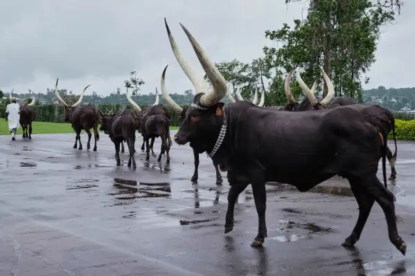 The Sacred Inyambo Cattle: Secrets of Rwanda’s Royal Heritage