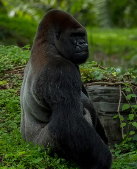 Bwindi National Park (Gorilla Trekking)