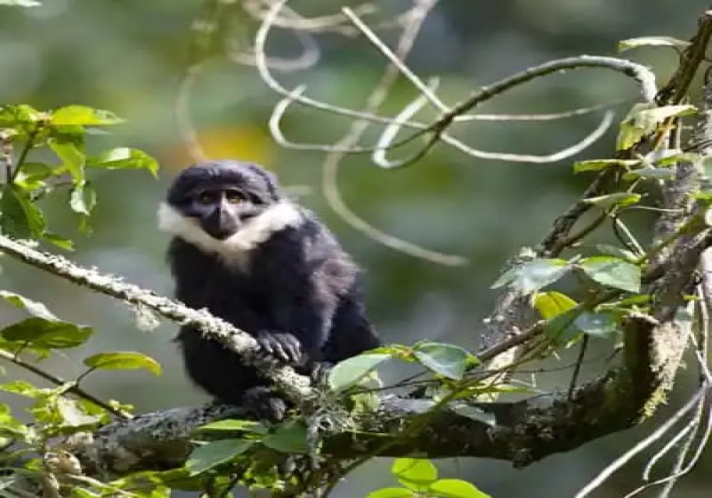Explore Nyungwe National Park in 1-Day trip