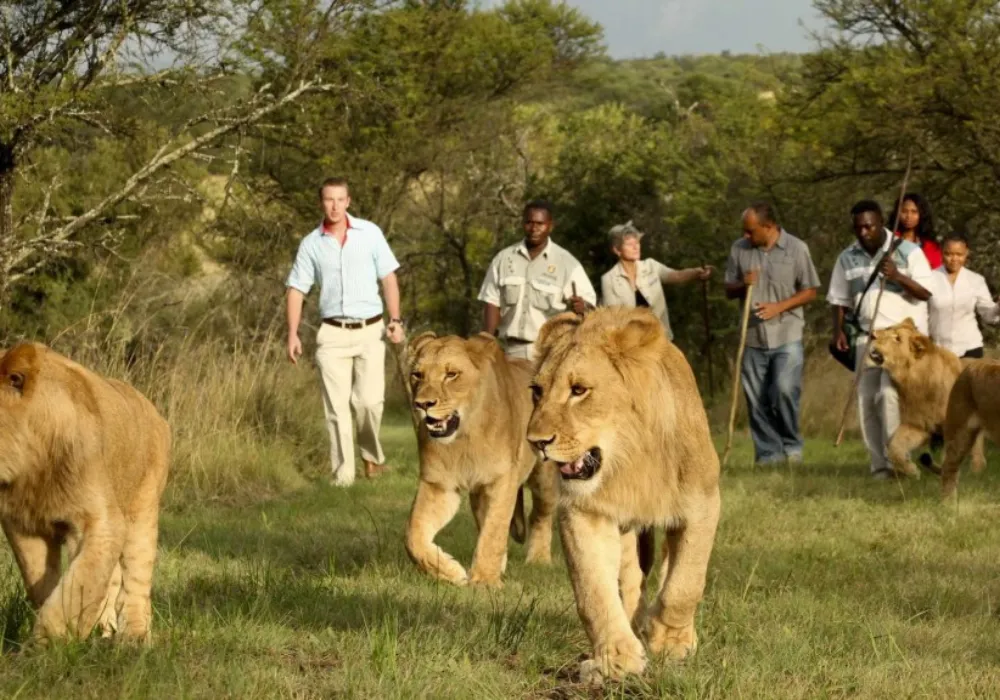 Unforgettable 1-Day Akagera National Park Safari: The Ultimate Adventure