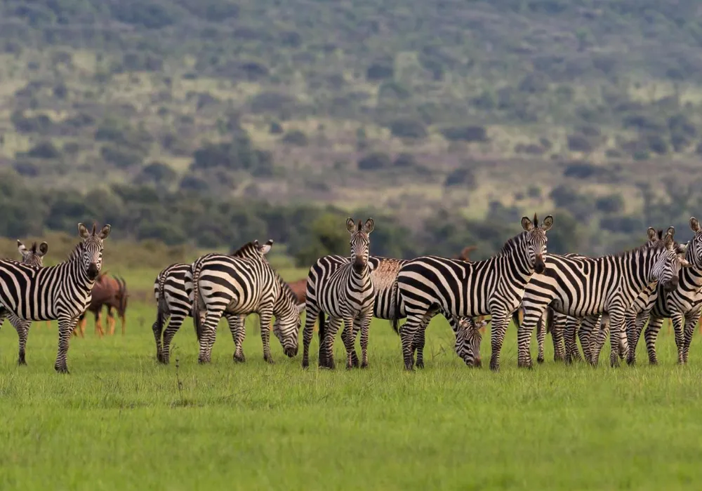 Unforgettable 1-Day Akagera National Park Safari: The Ultimate Adventure