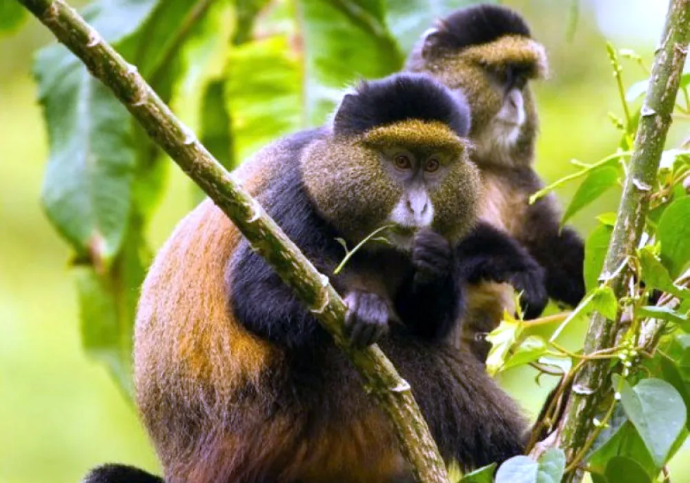 14 DAY RWANDA - CROSS-COUTRY TOUR