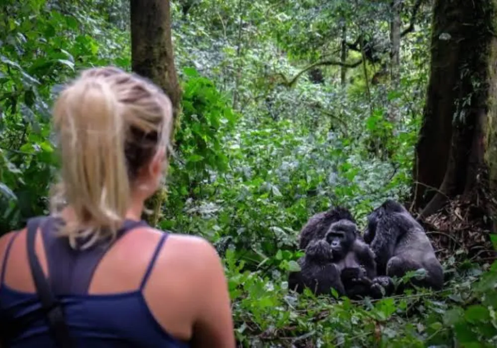 3DAY-Bwindi National Park - Gorilla Trekking