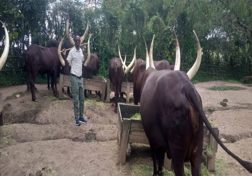 KING'S PALACE Tour, Inyambo loyal cows