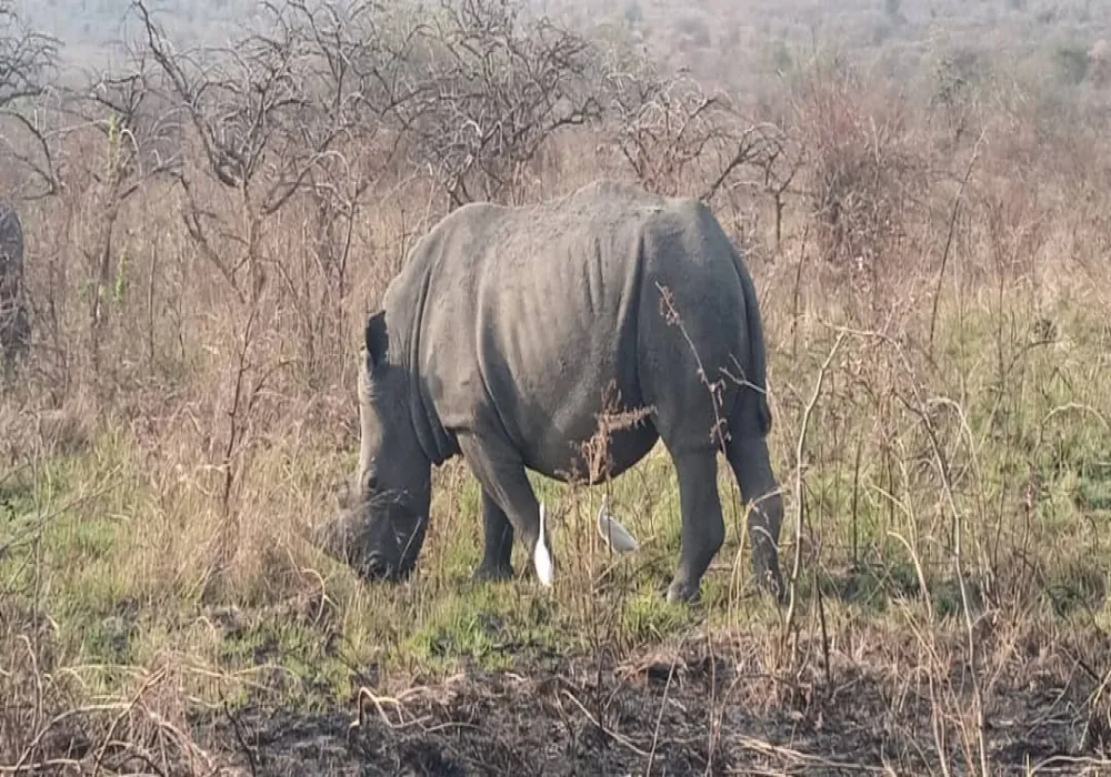 1-Day shared Vehicle Akagera National Park Safari: The Ultimate Adventure
