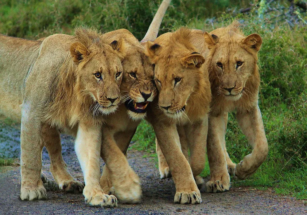 1 - Day Private Trip Akagera National Park