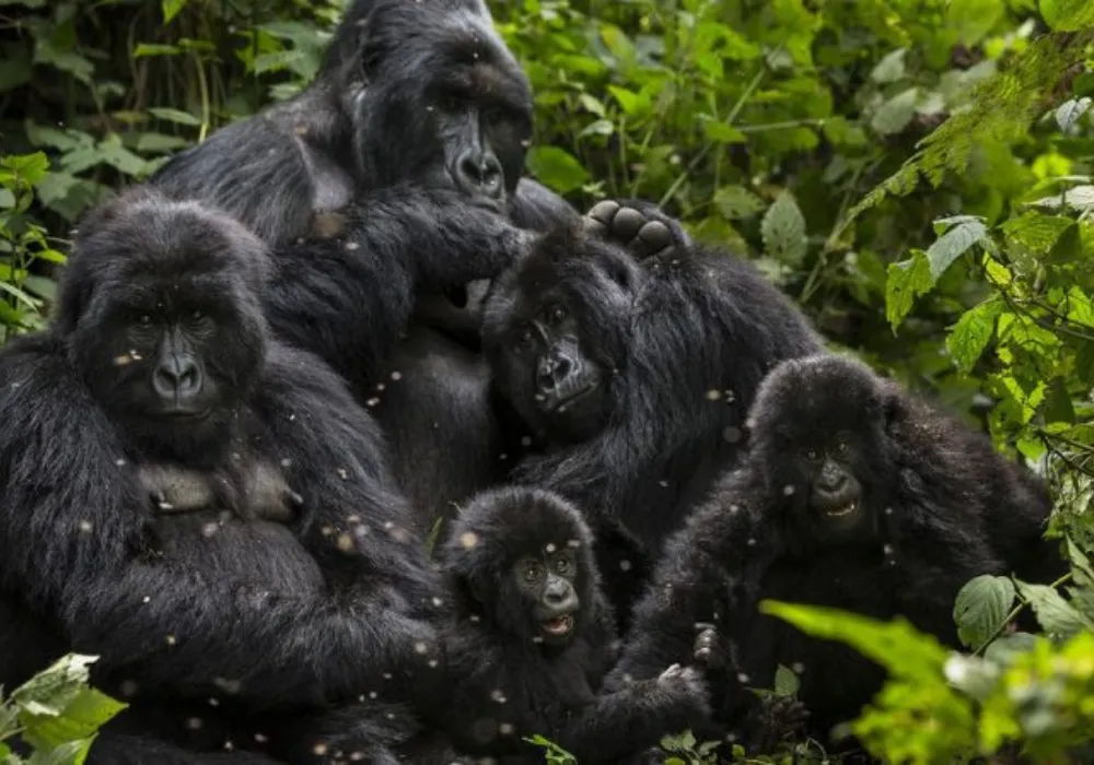 3DAY-Bwindi National Park - Gorilla Trekking