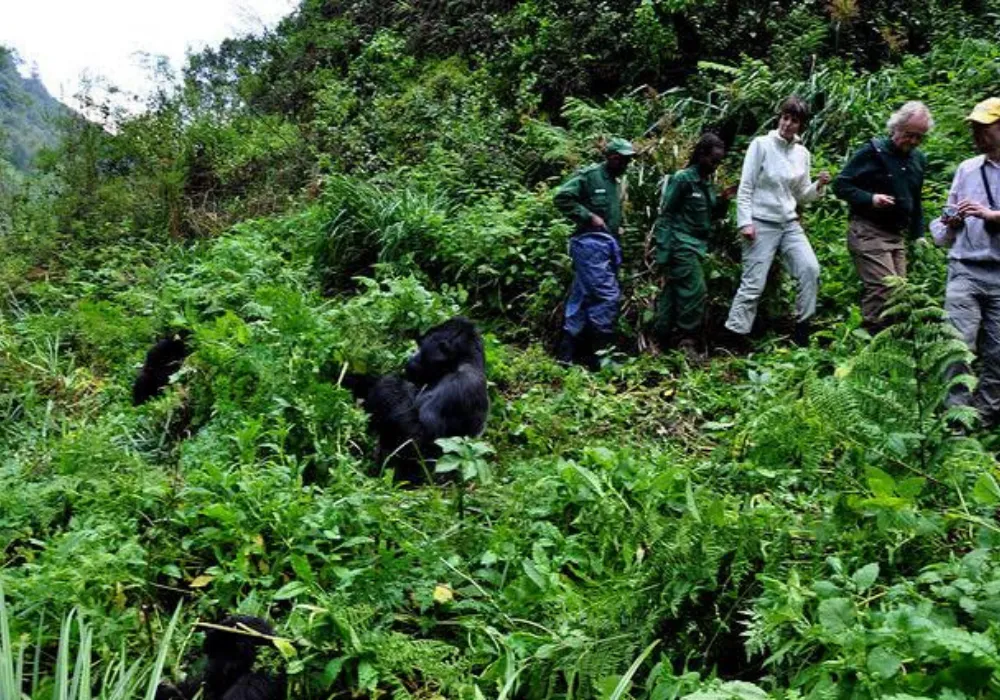 3DAY-Bwindi National Park - Gorilla Trekking