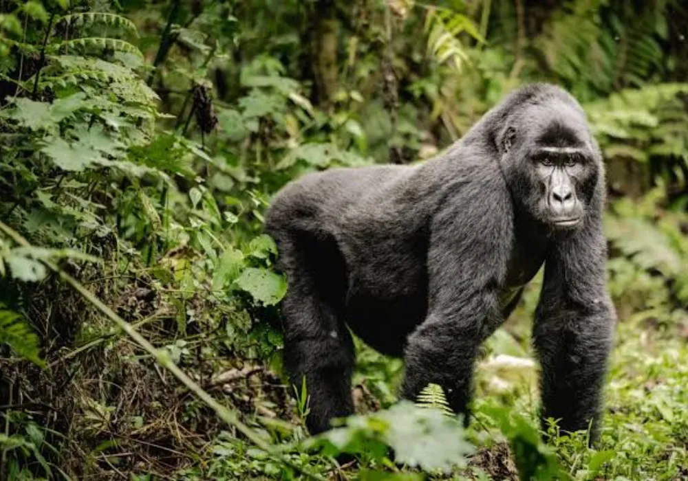 3DAY-Bwindi National Park - Gorilla Trekking