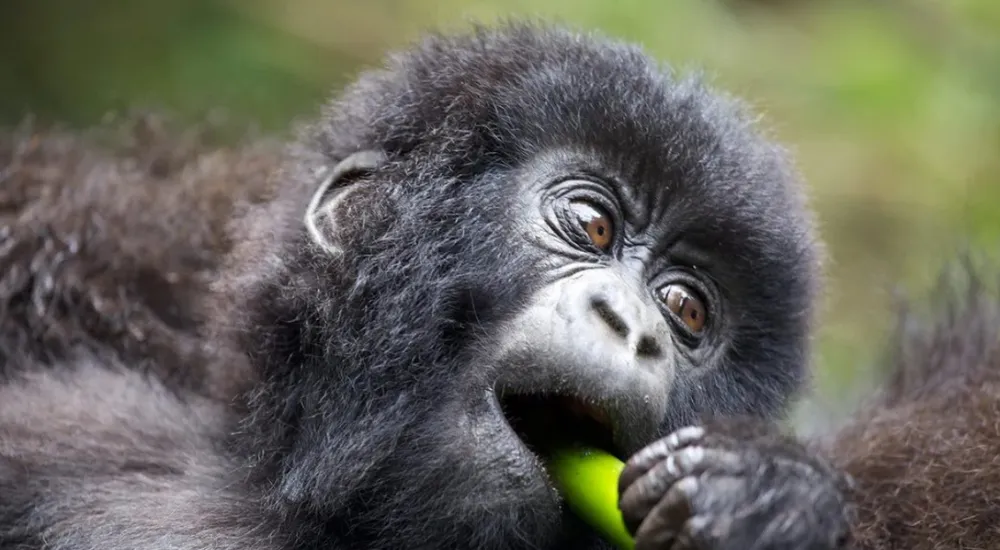 3DAY-Bwindi National Park - Gorilla Trekking