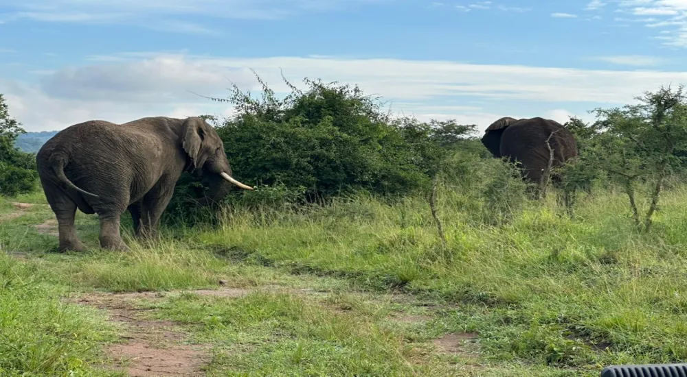 2- Day Private tour Akagera National Park, Night Game drive and Boat ride