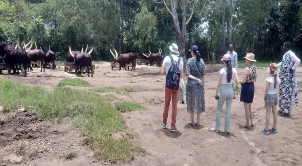 KING'S PALACE Tour, Inyambo loyal cows