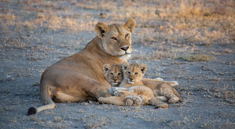 Unforgettable 1-Day Akagera National Park Safari: The Ultimate Adventure