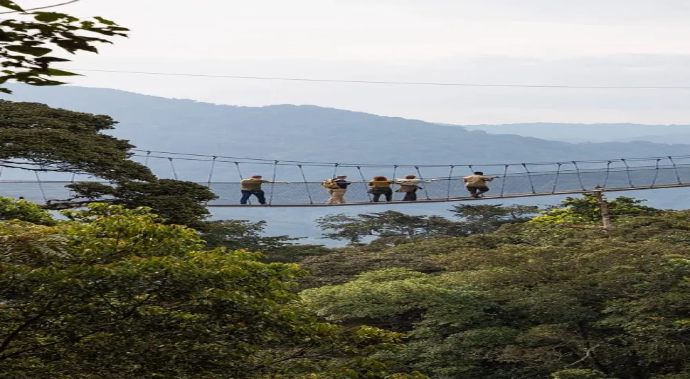 Explore Nyungwe National Park in 1-Day trip