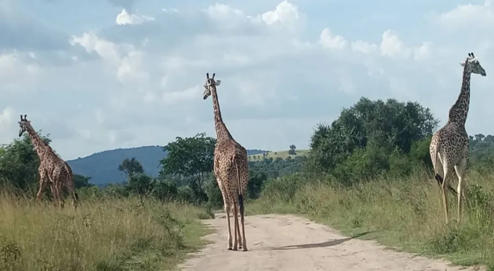 1 - Day Private Trip Akagera National Park