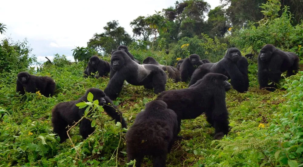 2-Day Gorillas &amp; Golden Monkeys trekking @ Volcanoes National Park